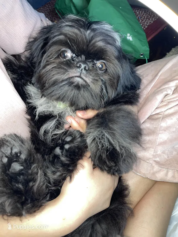 Boy #1 – Shih Tzu puppy for sale in Naperville, IL