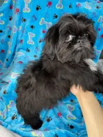 Boy #1, a male Shih Tzu for sale in Naperville, IL – Photo 6 of 10
