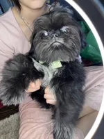 Boy #1, a male Shih Tzu for sale in Naperville, IL – Photo 9 of 10