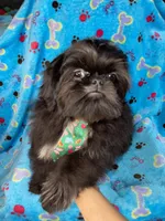 Boy #1, a male Shih Tzu for sale in Naperville, IL – Photo 7 of 10