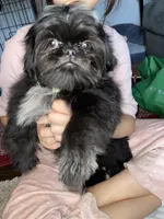 Boy #1, a male Shih Tzu for sale in Naperville, IL – Photo 2 of 10