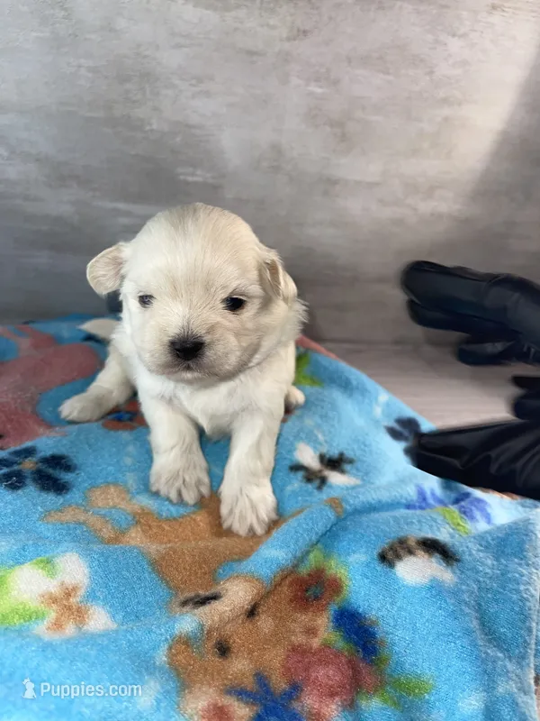 Male #3 – Maltese, Shih Tzu puppy for sale in Naperville, IL