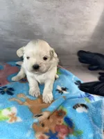 Male #3, a male Maltese and Shih Tzu for sale in Naperville, IL – 1 of 10