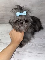 Girl#2, a female Shih Tzu for sale in Naperville, IL – 4 of 7