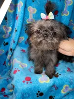 Girl#2, a female Shih Tzu for sale in Naperville, IL – Photo 6 of 10