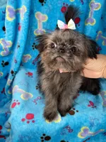 Girl#2, a female Shih Tzu for sale in Naperville, IL – Photo 4 of 10