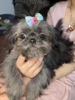 Girl#2, a female Shih Tzu for sale in Naperville, IL – Photo 10 of 10
