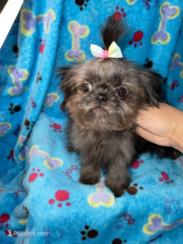 Girl#2 – Shih Tzu puppy for sale in Naperville, IL