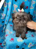 Girl#2, a female Shih Tzu for sale in Naperville, IL – Photo 2 of 10