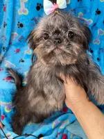 Girl#2, a female Shih Tzu for sale in Naperville, IL – Photo 3 of 10