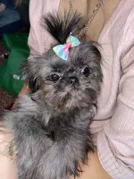 Girl#2, a female Shih Tzu for sale in Naperville, IL – Photo 9 of 10