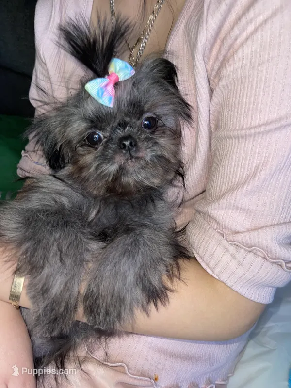 Girl#2 – Shih Tzu puppy for sale in Naperville, IL