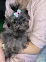 Girl#2, a female Shih Tzu for sale in Naperville, IL – Photo 1 of 10