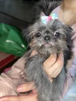 Girl#2, a female Shih Tzu for sale in Naperville, IL – Photo 5 of 10