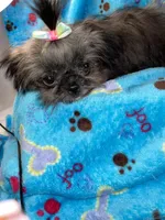 Girl#2, a female Shih Tzu for sale in Naperville, IL – Photo 8 of 10