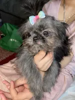 Girl#2, a female Shih Tzu for sale in Naperville, IL – Photo 7 of 10