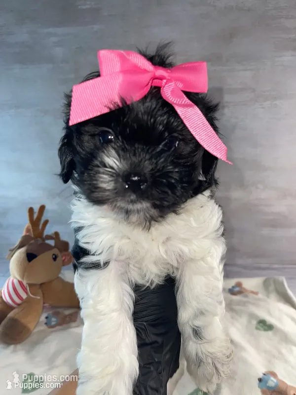 Female #1 – Maltese, Shih Tzu puppy for sale in Naperville, IL