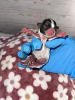 Female #3, a female Maltese and Shih Tzu for sale in Naperville, IL – 5 of 9