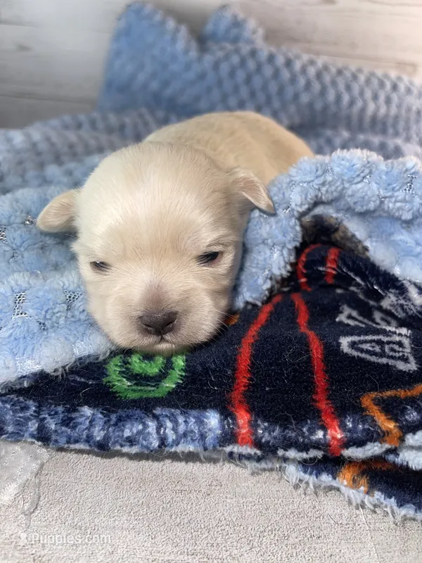Boy #1 – Maltese, Shih Tzu puppy for sale in Naperville, IL