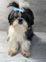 Girl #1, a female Shih Tzu for sale in Naperville, IL – 3 of 10