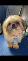 Boy #1, a male Shih Tzu for sale in Naperville, IL – 4 of 6