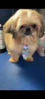 Boy #1, a male Shih Tzu for sale in Naperville, IL – 2 of 6