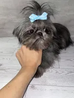 Girl#2, a female Shih Tzu for sale in Naperville, IL – 7 of 7