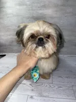 Boy #1, a male Shih Tzu for sale in Naperville, IL – 3 of 7