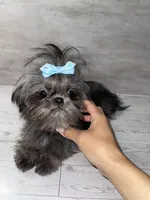 Girl#2, a female Shih Tzu for sale in Naperville, IL – 3 of 7
