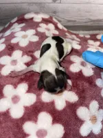 Female #3, a female Maltese and Shih Tzu for sale in Naperville, IL – 6 of 9