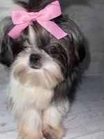Girl #1, a female Shih Tzu for sale in Naperville, IL – 9 of 10