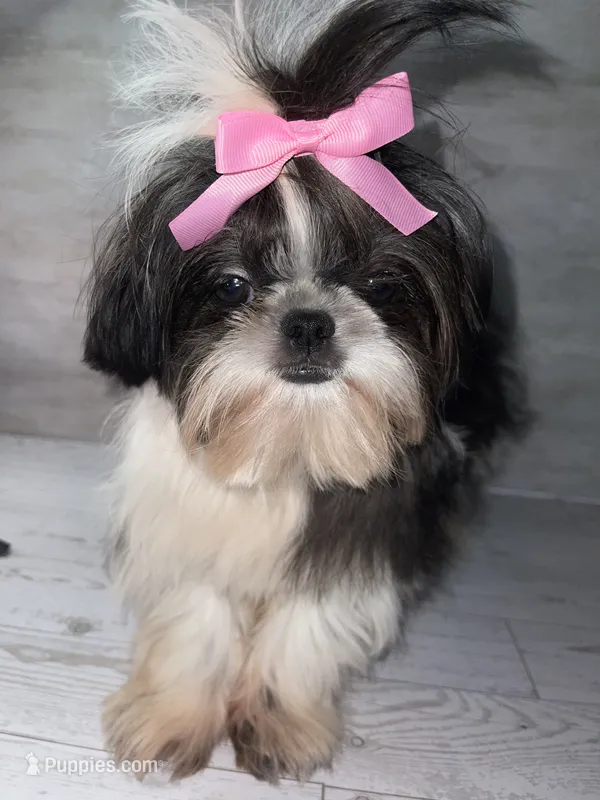 Girl #1 – Shih Tzu puppy for sale in Naperville, IL