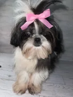 Girl #1, a female Shih Tzu for sale in Naperville, IL – 2 of 10