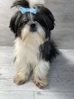 Girl #1, a female Shih Tzu for sale in Naperville, IL – 10 of 10