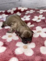 Female #2, a female Maltese and Shih Tzu for sale in Naperville, IL – 2 of 10