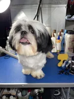 Boy#2, a male Shih Tzu for sale in Naperville, IL – 2 of 10
