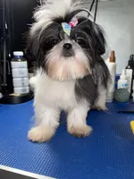 Girl #1, a female Shih Tzu for sale in Naperville, IL – 3 of 10