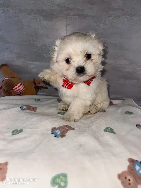 Male #3 – Maltese, Shih Tzu puppy for sale in Naperville, IL