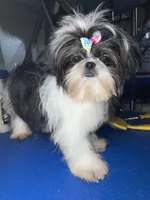 Girl #1, a female Shih Tzu for sale in Naperville, IL – 10 of 10