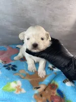 Male #3, a male Maltese and Shih Tzu for sale in Naperville, IL – 5 of 10