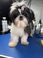 Girl #1, a female Shih Tzu for sale in Naperville, IL – 5 of 10