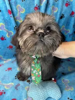 Boy #1, a male Shih Tzu for sale in Naperville, IL – Photo 9 of 10