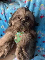 Boy #1, a male Shih Tzu for sale in Naperville, IL – Photo 10 of 10