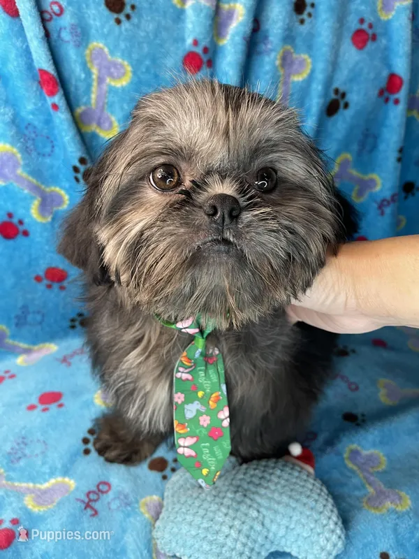 Boy #1 – Shih Tzu puppy for sale in Naperville, IL