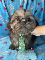 Boy #1, a male Shih Tzu for sale in Naperville, IL – Photo 1 of 10