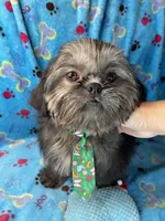 Boy #1, a male Shih Tzu for sale in Naperville, IL – Photo 8 of 10