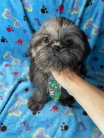 Boy #1, a male Shih Tzu for sale in Naperville, IL – Photo 7 of 10