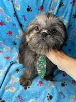 Boy #1, a male Shih Tzu for sale in Naperville, IL – Photo 6 of 10