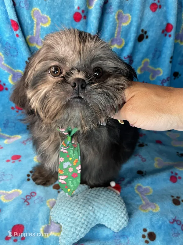 Boy #1 – Shih Tzu puppy for sale in Naperville, IL