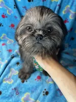 Boy #1, a male Shih Tzu for sale in Naperville, IL – Photo 2 of 10
